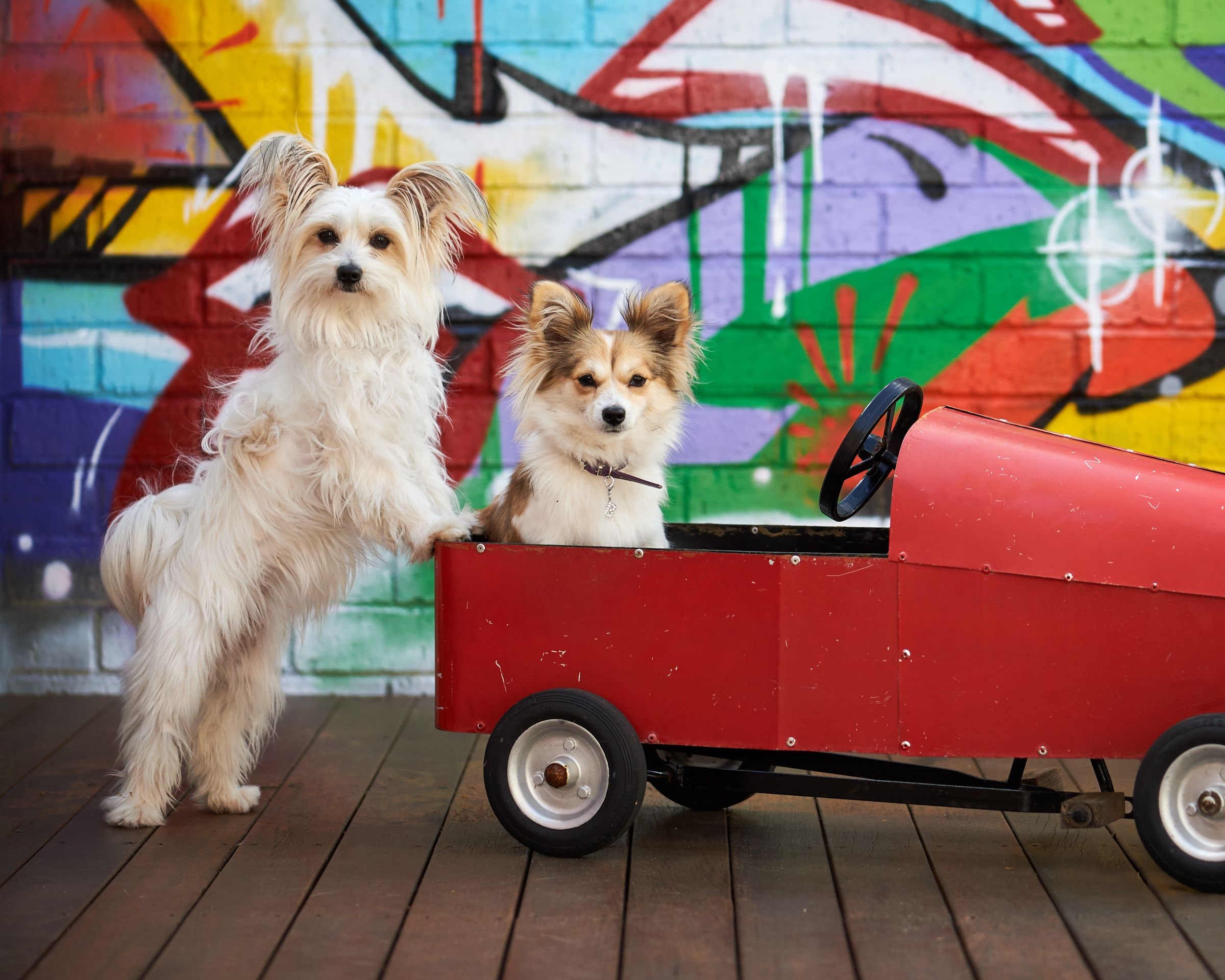 Two small dogs with a red toy car in front of the graffiti wall