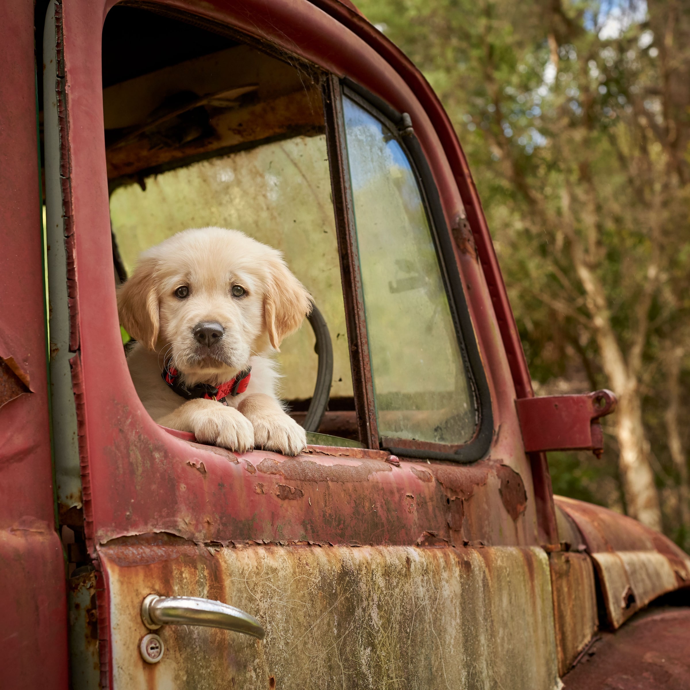 A golden retriever puppy looking out the truck's cabin window