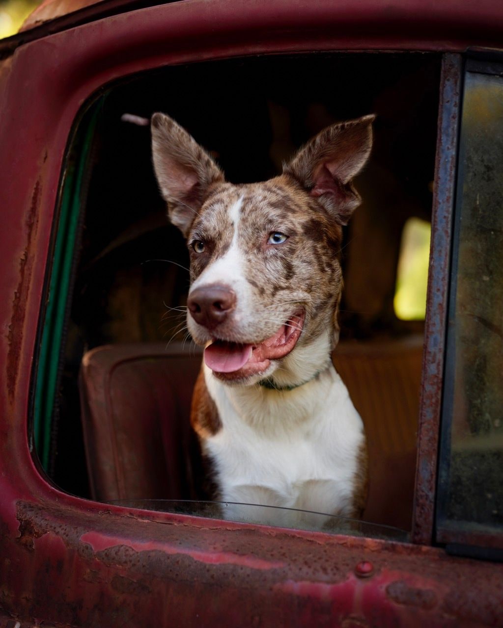 A dog looking out the window of the red truck