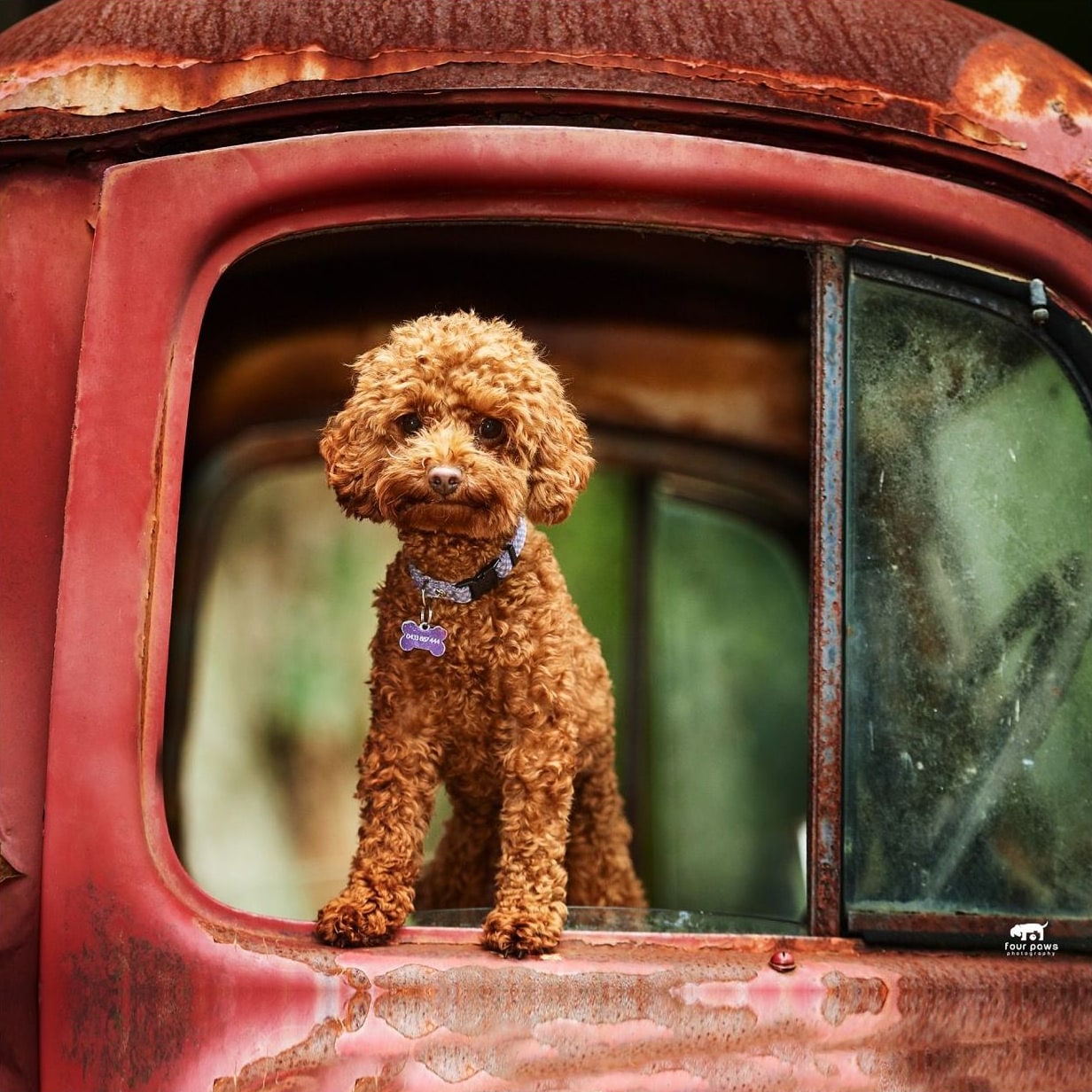 Curly red poodle stands with its paws on the window of a rusty vintage truck