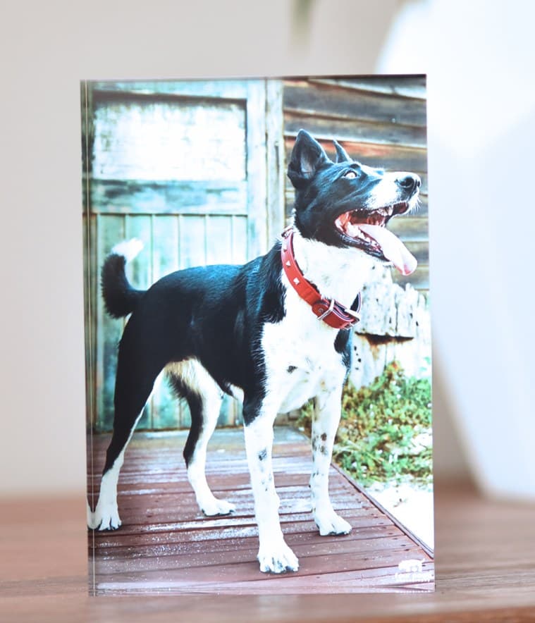A custom crystal block featuring a portrait of a dog, standing on a windowsill